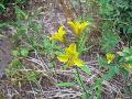 Peruvian Lily / Alstroemia 